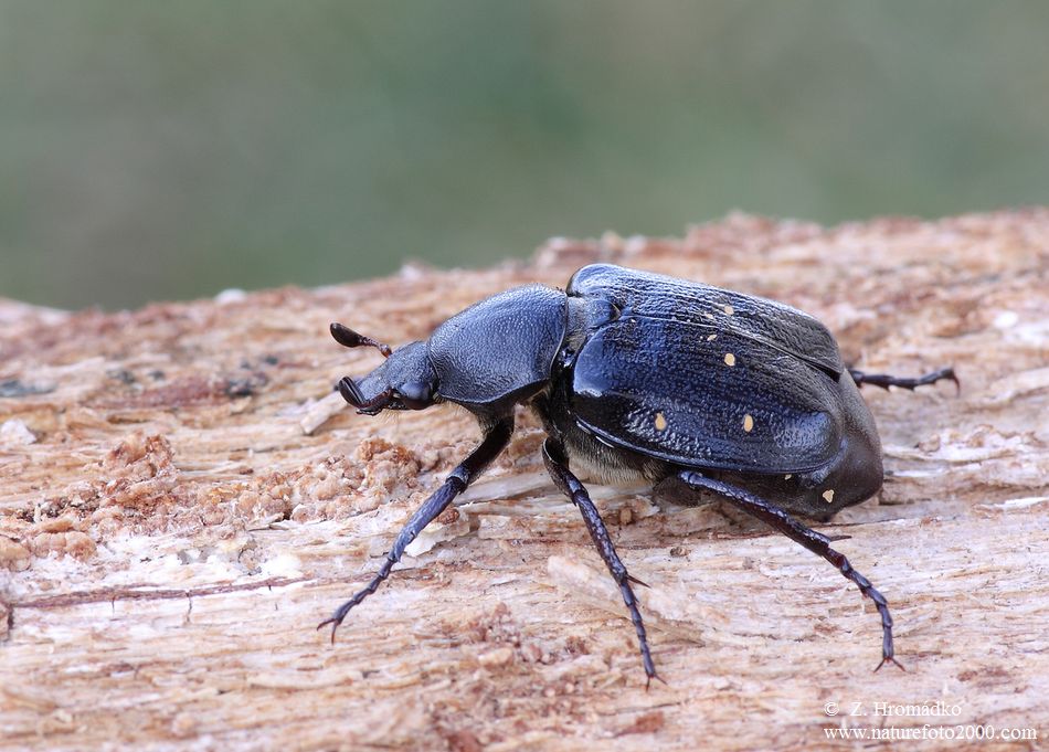 zdobenec proměnlivý, Gnorimus variabilis (Linnaeus, 1758) (Brouci, Coleoptera)